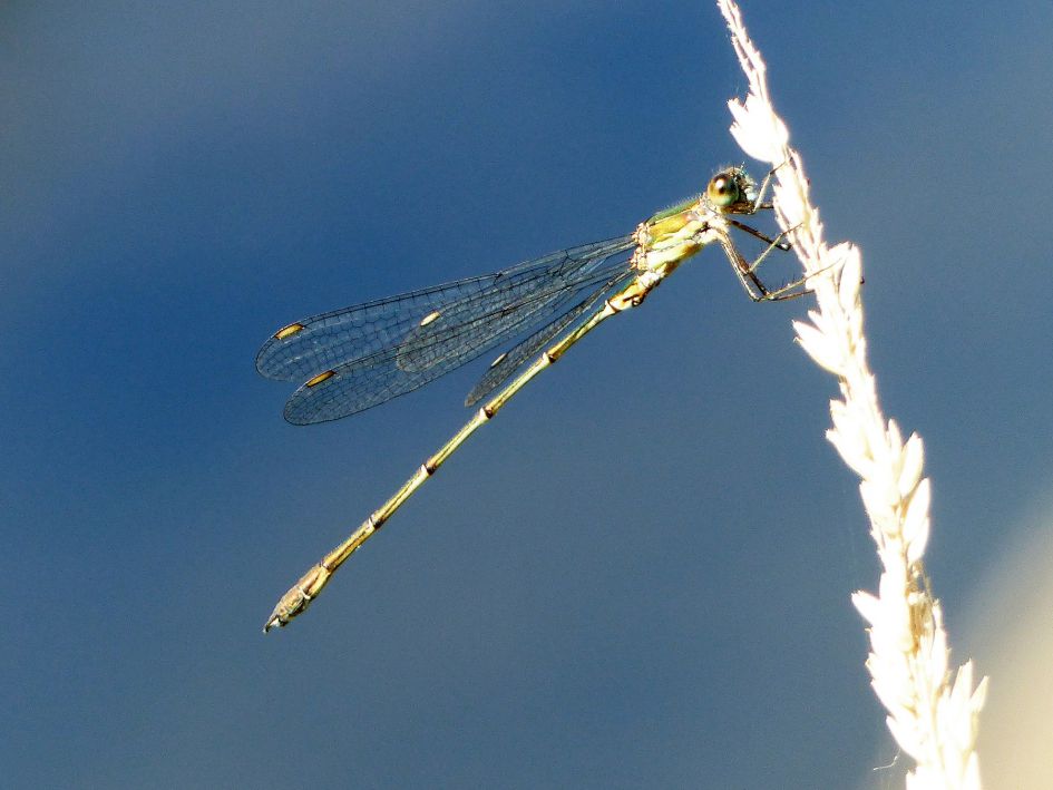 Zwervende pantserjuffer?